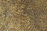 Pennsylvanian, Fossil Microbial Mat - Oklahoma #133150-1